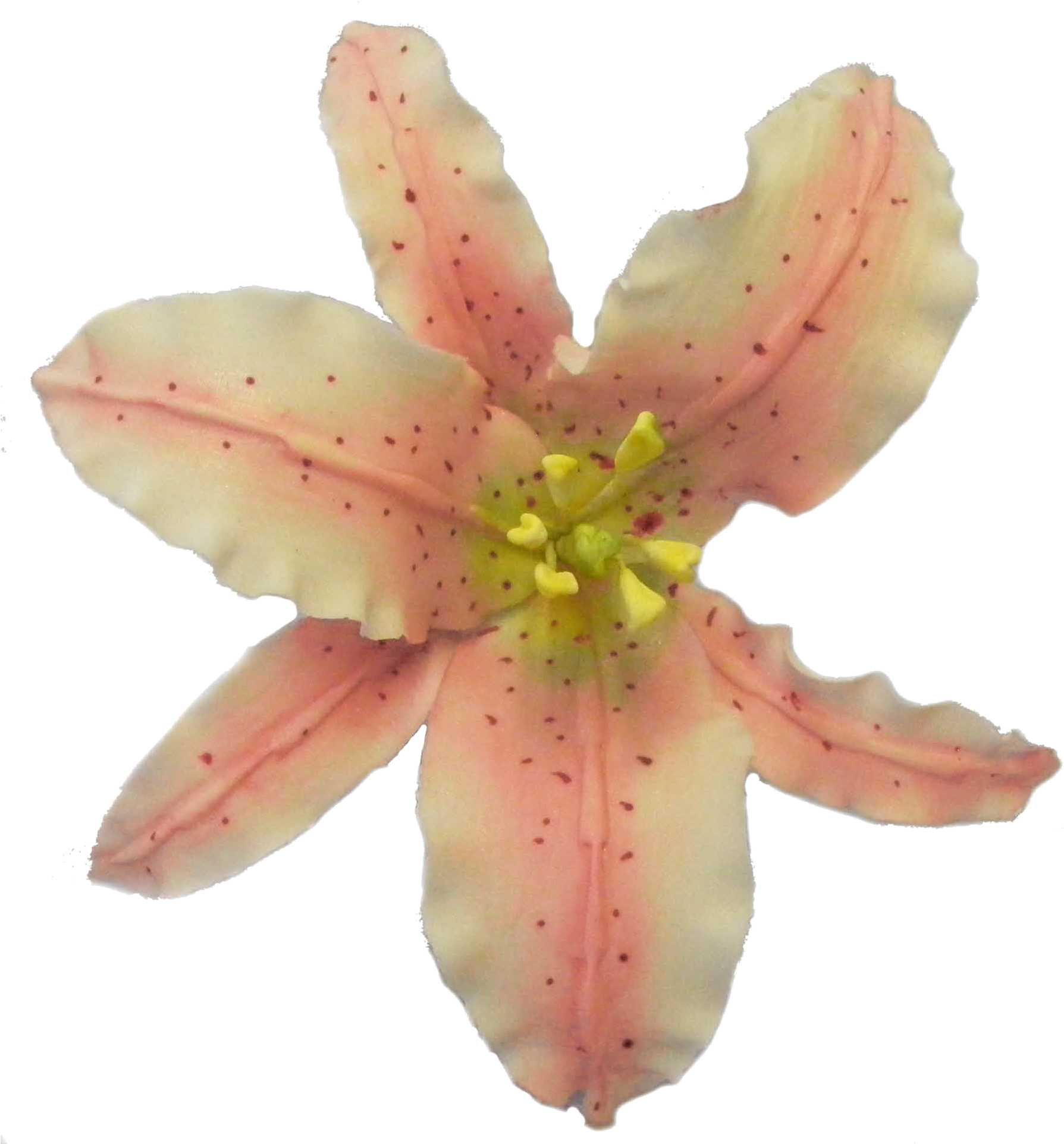 Old-pinklily - Tiger Lily Clipart (1847x1931), Png Download