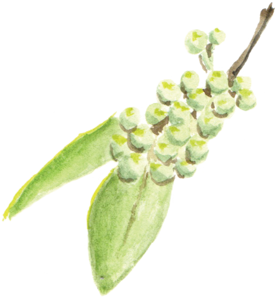 File - 花椒sichuanpepper - Orchid Clipart (560x600), Png Download