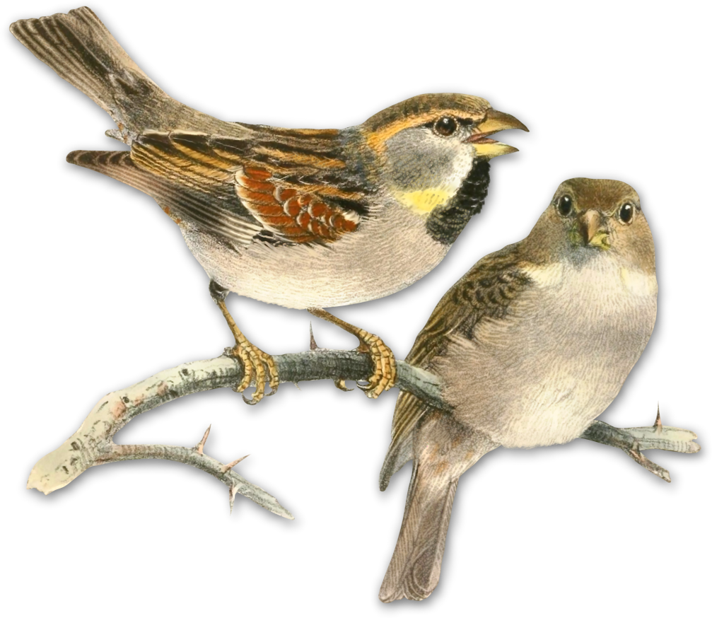 Sparrow Png Picture Clipart - Painting With Book Pages Transparent Png (1007x874), Png Download