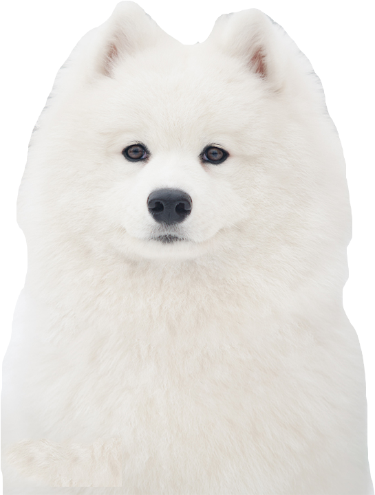 Samoyed Png - Japanese Spitz Clipart (600x800), Png Download