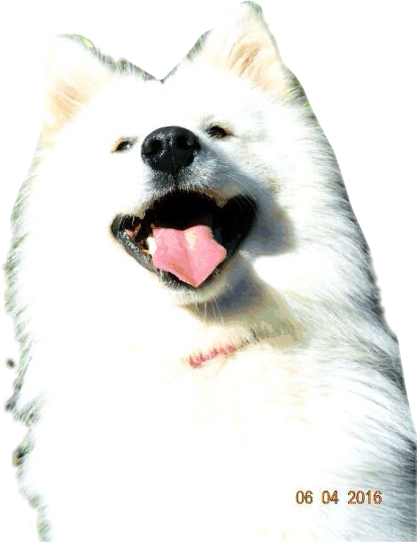 #dog #doglove #dogselfie #samoyeds #samoyed #samoyedsamojedewhite - Japanese Spitz Clipart (471x613), Png Download
