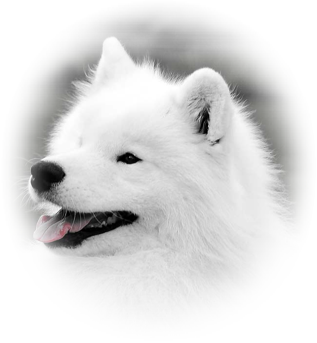 Japanese Spitz Clipart (650x704), Png Download
