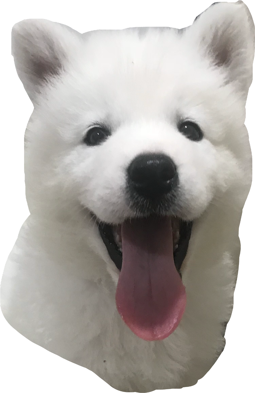 Samoyed Sticker - Dog Yawns Clipart (1024x1578), Png Download