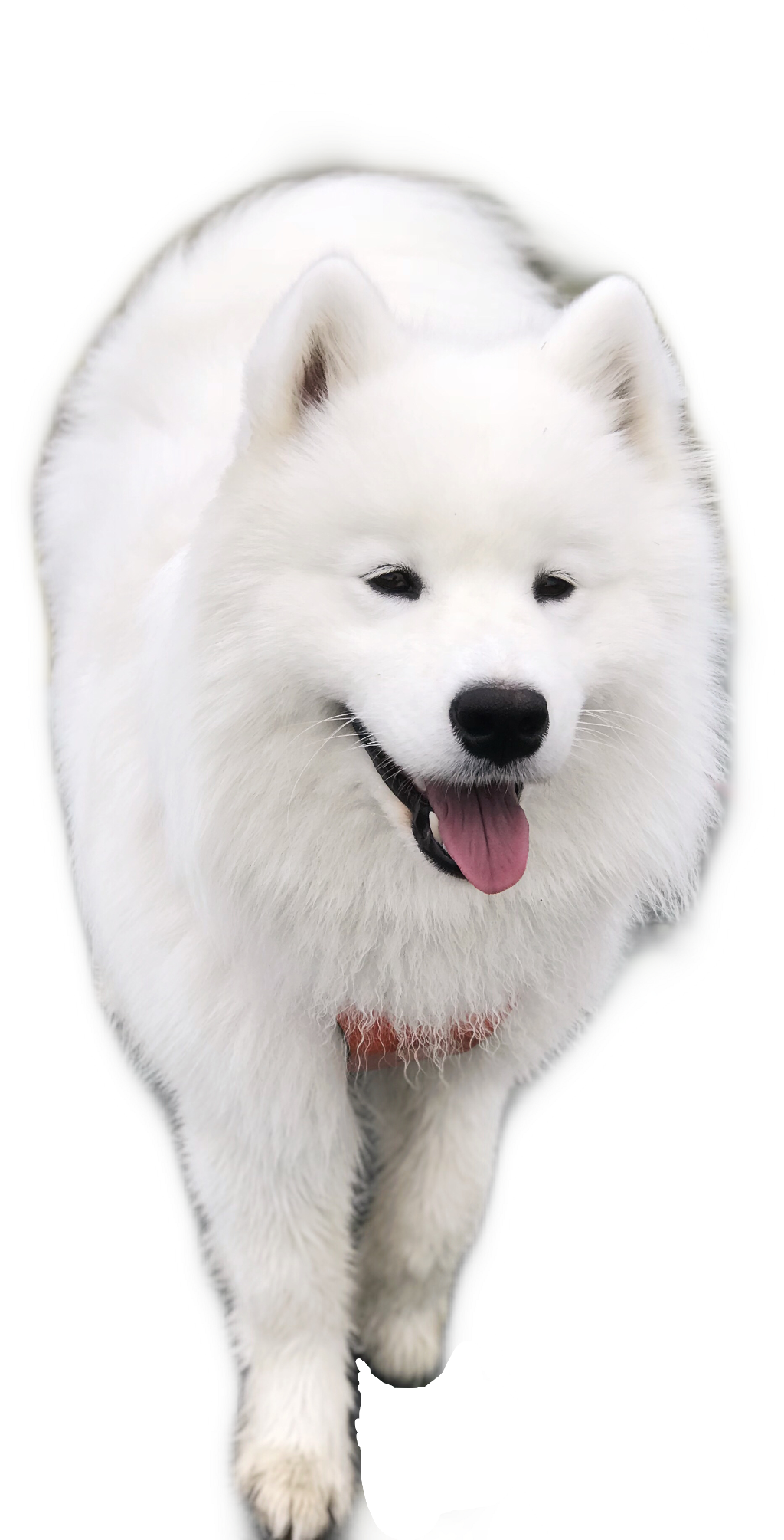 #samoyed #dog #puppy #freetoedit - American Eskimo Dog Clipart (1024x2009), Png Download