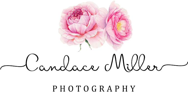 Start Here - Hybrid Tea Rose Clipart (768x410), Png Download