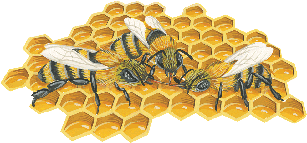 Honeycomb , Png Download - Illustration Clipart (981x459), Png Download