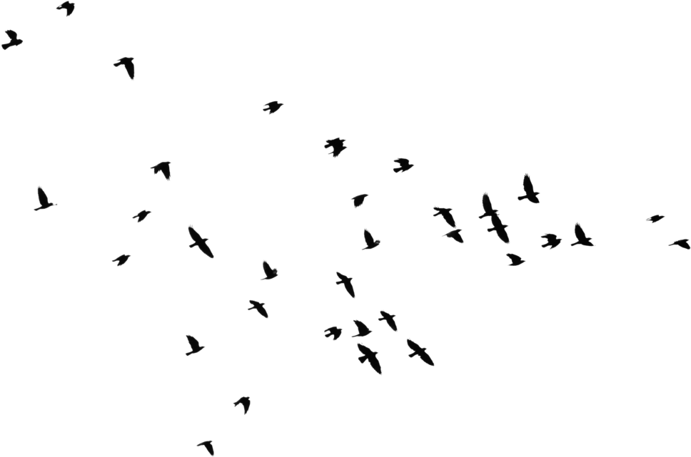 Yükle Bird Outline Png Hd Transparent Bird Outline - Black Transparent Bird Outline Clipart (968x641), Png Download