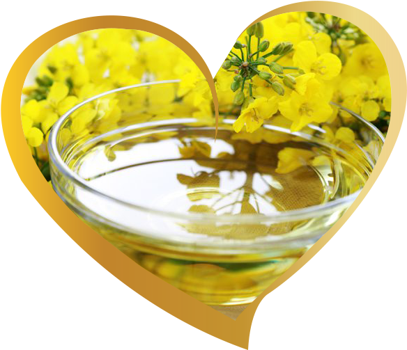 Low Erucic Acid Rapeseed Oil Clipart (601x536), Png Download