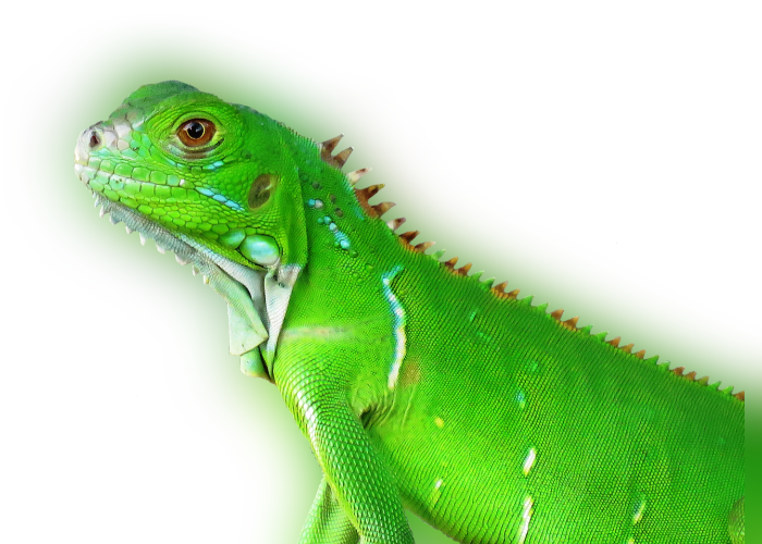 Color Palette Ideas From Reptile Iguana Scaled Image - Green Iguana Clipart (700x500), Png Download