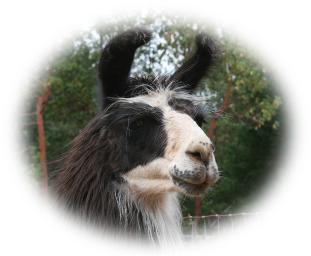 Llama Clipart (666x516), Png Download