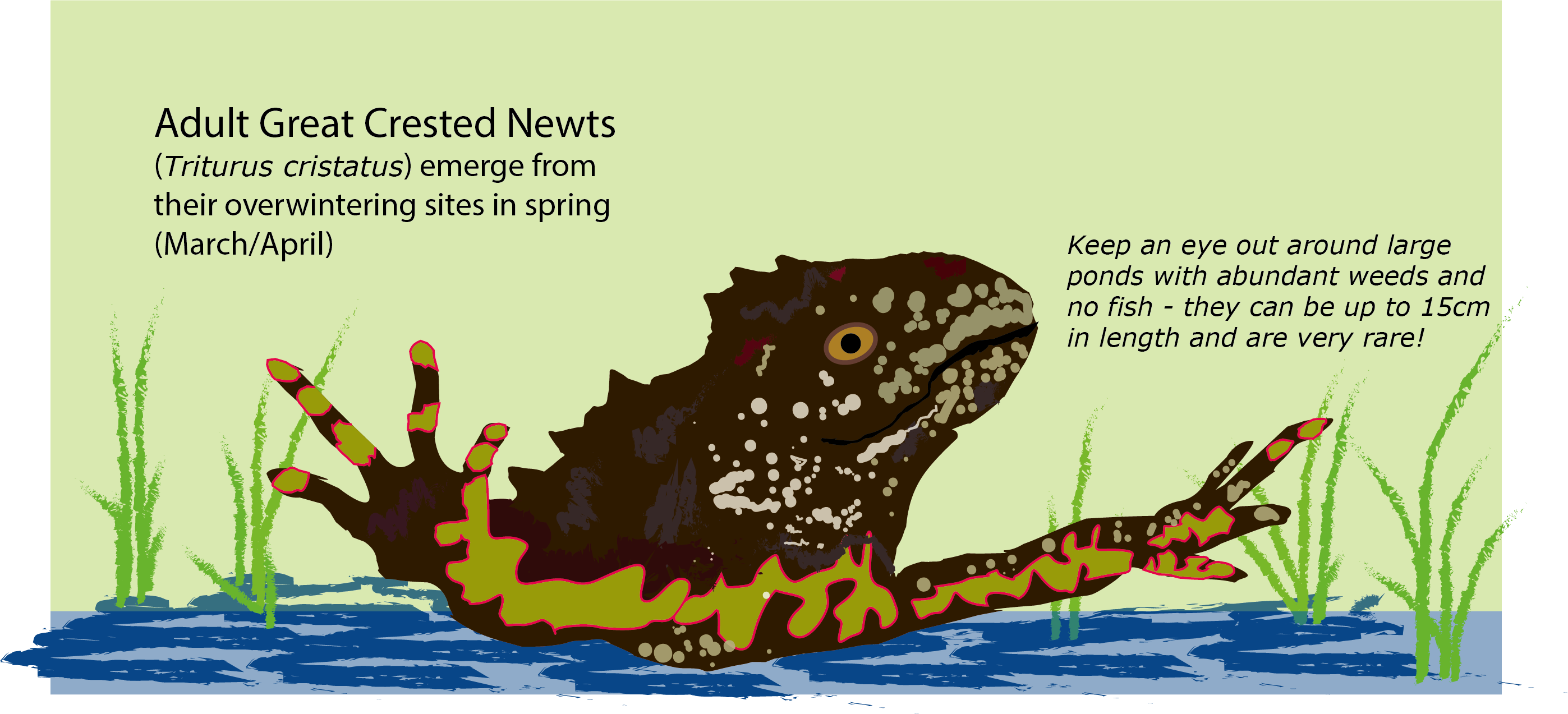 Pepperfry Clipart (2795x1273), Png Download