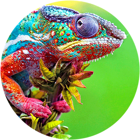 Show More - Chameleon Hd Clipart (640x516), Png Download