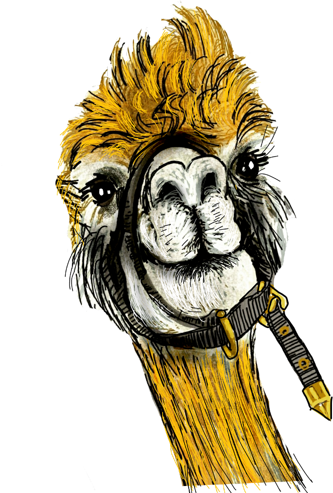 Llama Sticker - Cartoon Clipart (1024x1024), Png Download