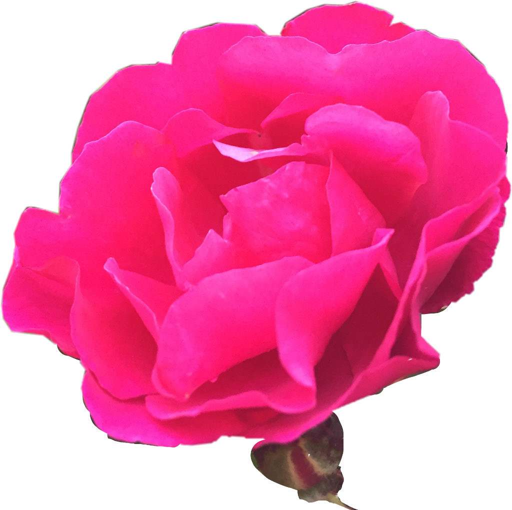#nature #rosebush #photography #freetoedit - Garden Roses Clipart (1024x1020), Png Download