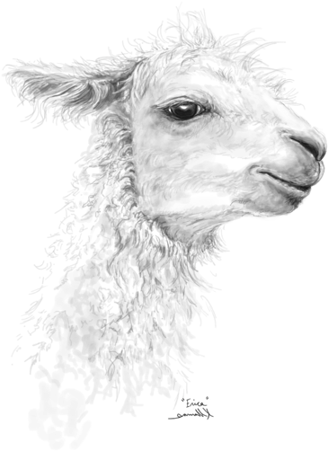 Bleed Area May Not Be Visible - Llama Clipart (525x700), Png Download