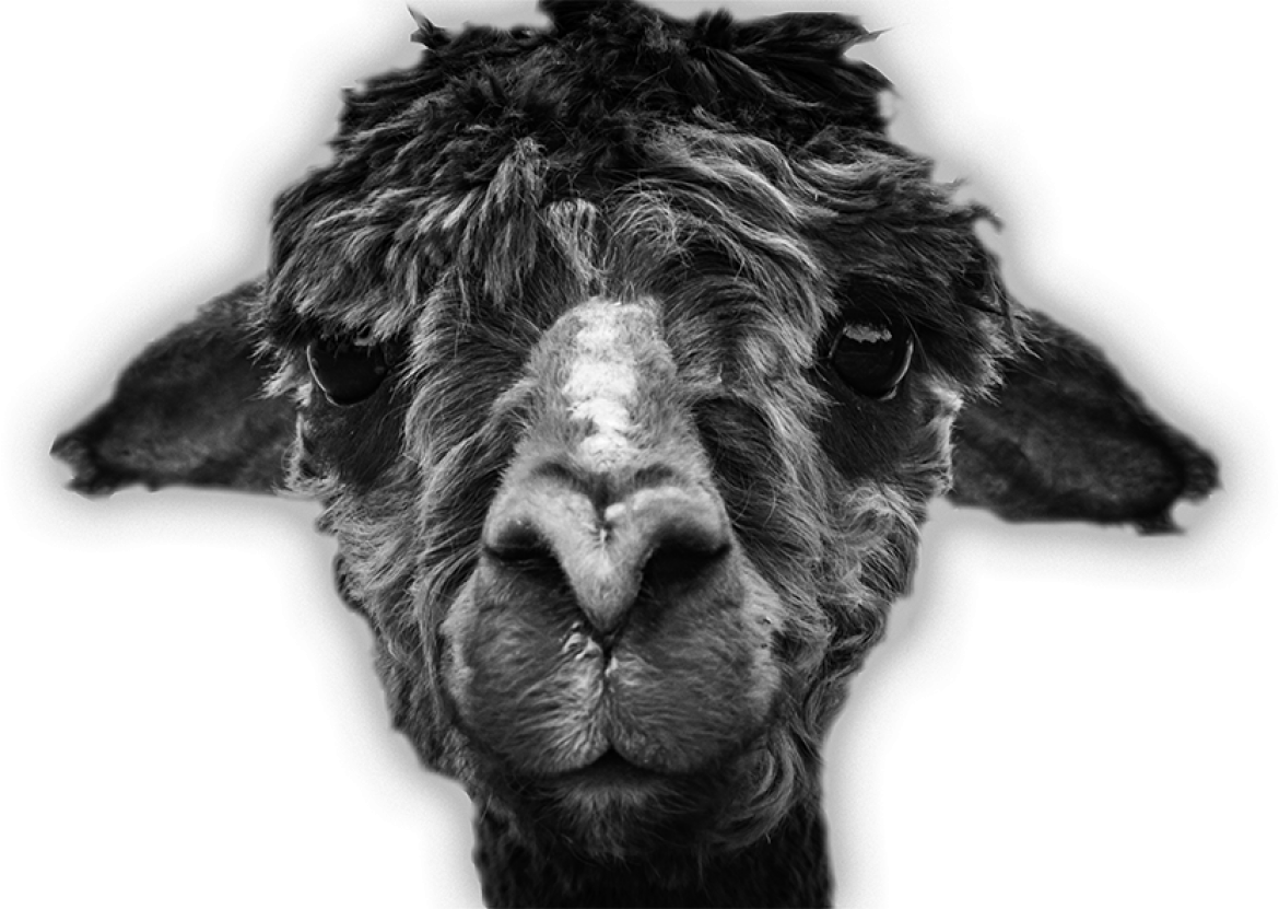 Legal-cutout - Llama Clipart (1170x831), Png Download