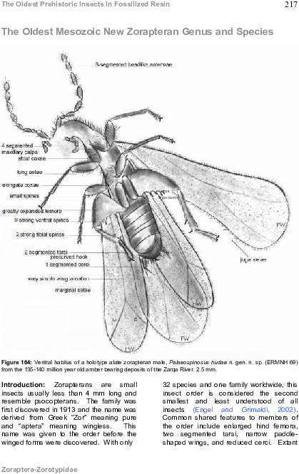 Pdf - Bee Clipart (595x842), Png Download