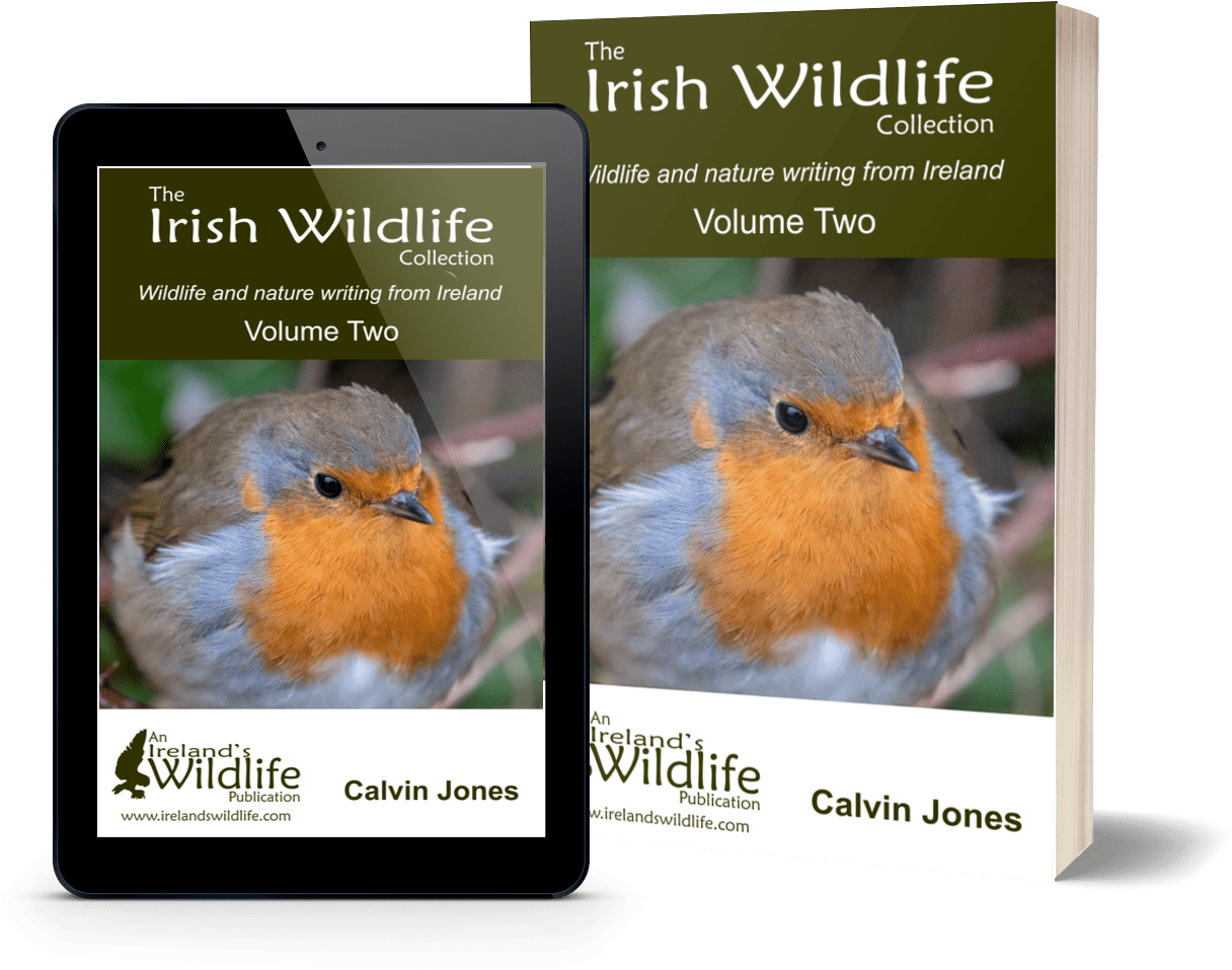 Irish Wildlife Books By Ireland's Wildlife - European Robin Clipart (2000x1150), Png Download