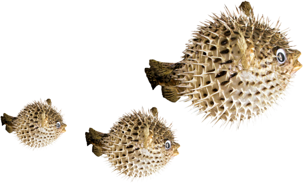#puffer #fish #freetoedit - Fugu Clipart (1024x752), Png Download