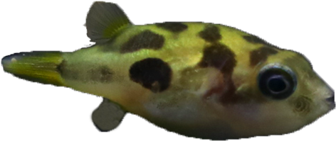 Ornamental Fish Chocolate Doll Submarine Fish Small - Green Pufferfish Clipart (800x800), Png Download