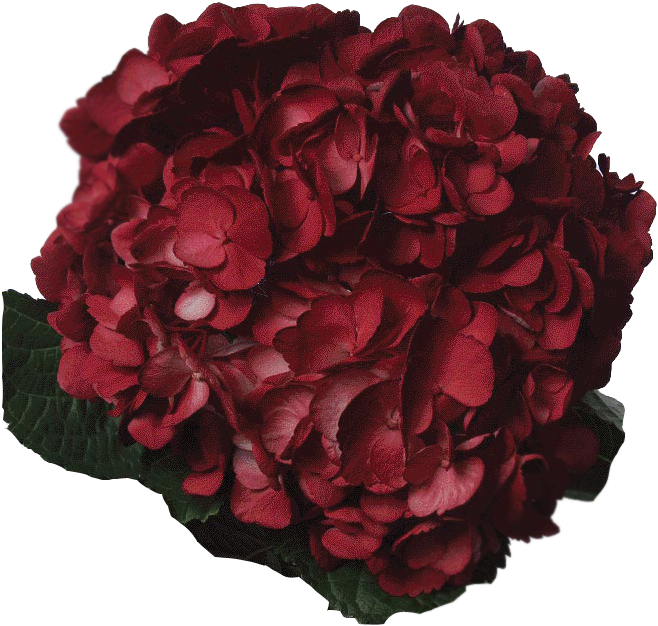 Dahlia Clipart (692x750), Png Download