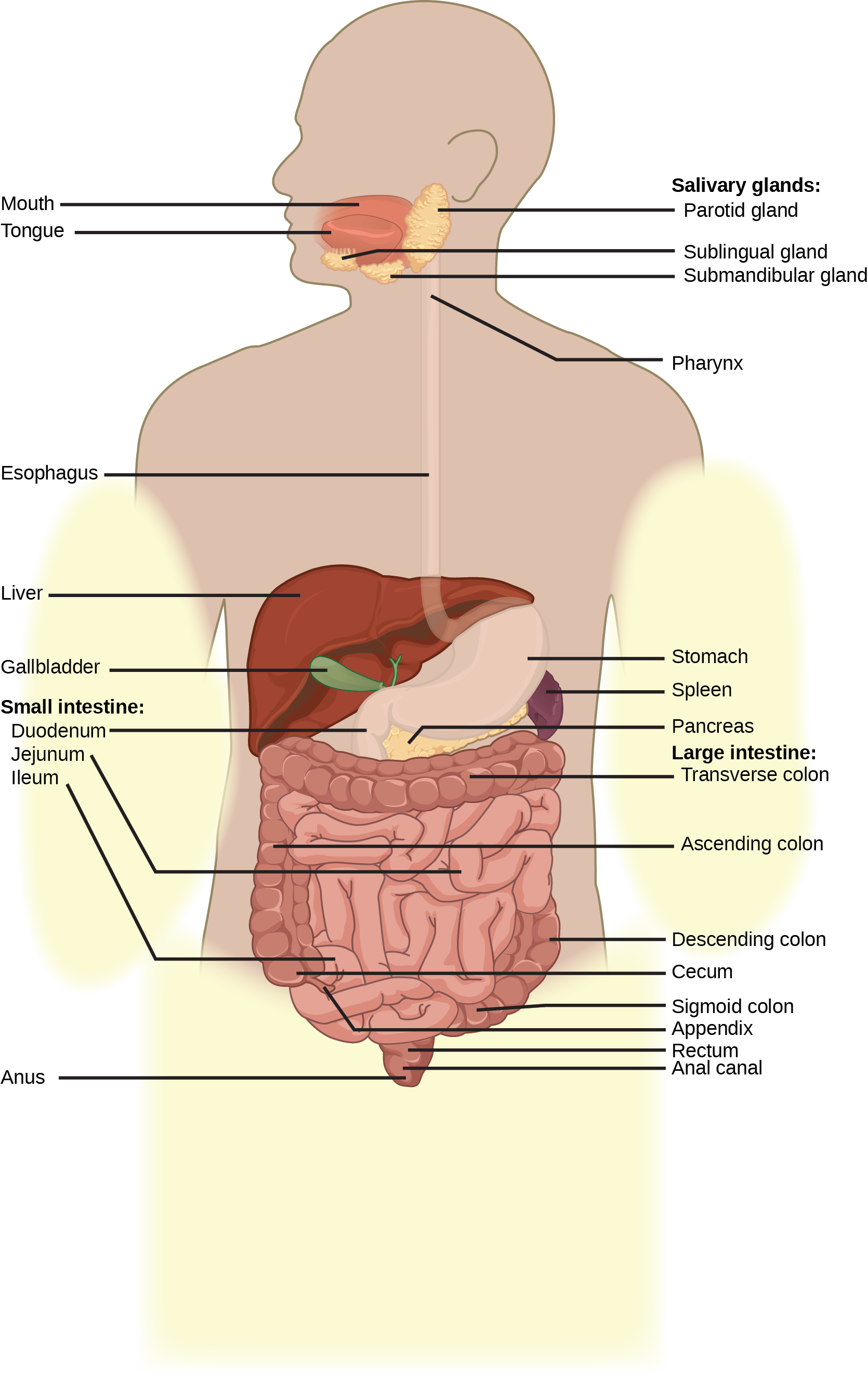 Art Connection - Digestive Tract Labeled Diagram Clipart (1670x2642), Png Download