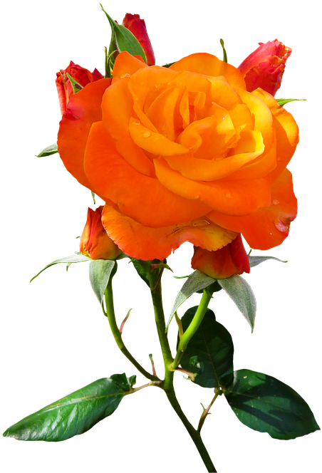 Nature, Flower, Rose, Blossom, Bloom, Isolated, Orange - Mensagens De Bom Dia Clipart (565x720), Png Download