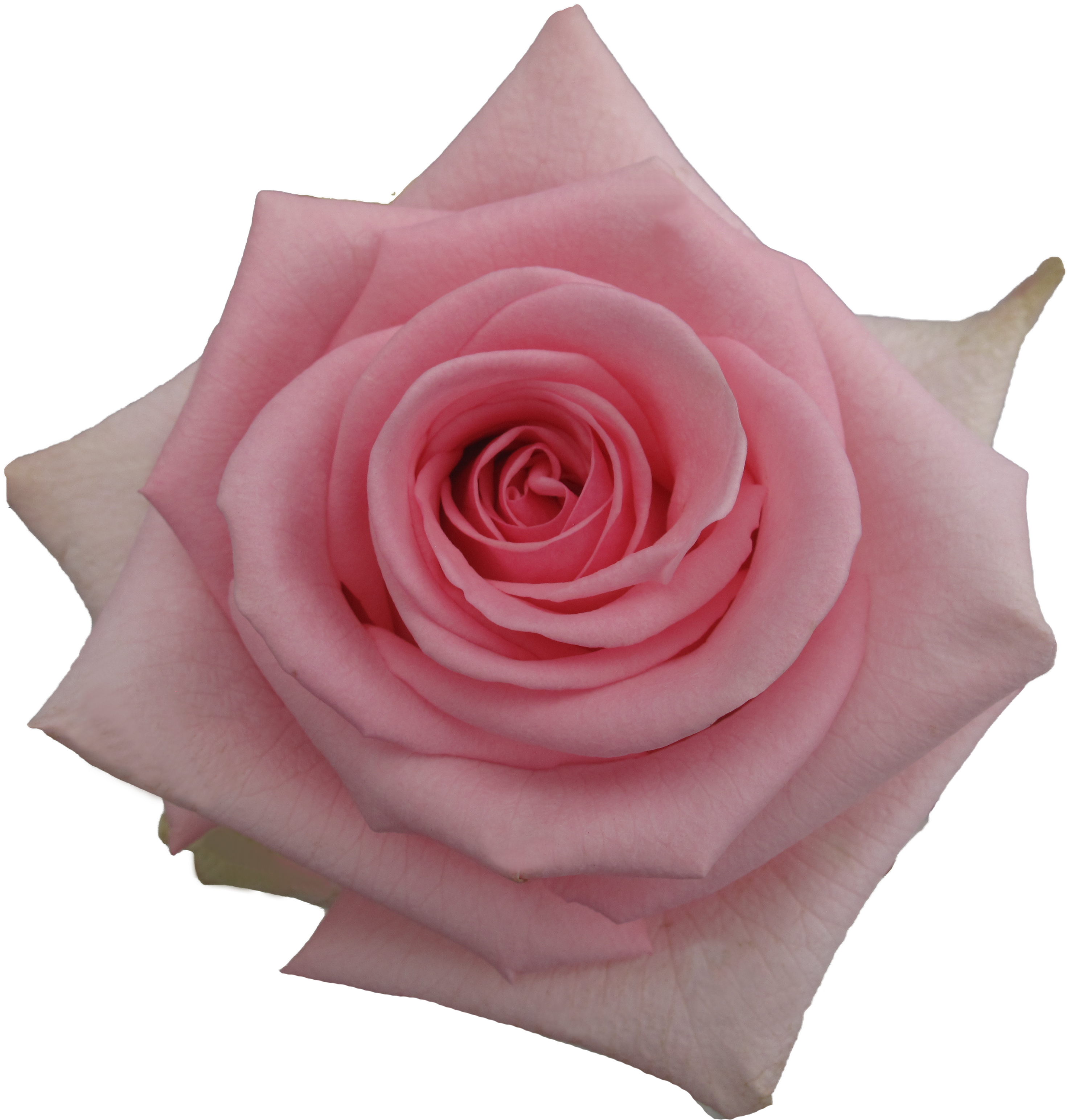 Rose Pink Candy Clipart (4213x3160), Png Download