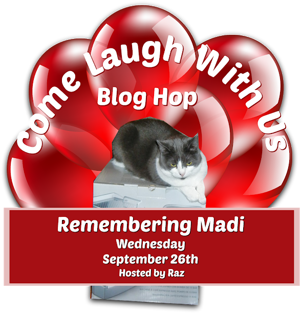 Domestic Short-haired Cat Clipart (640x640), Png Download