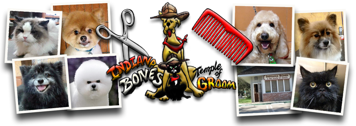 Bolognese Clipart (1157x410), Png Download