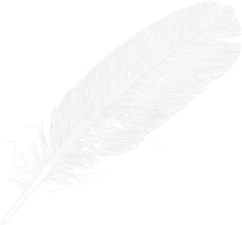 Free Png Download Large White Transparent Feather Clipart White Feather Transparent Background Large Size Png Image Pikpng