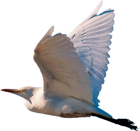 Pajaro - Blue-footed Booby Clipart (872x520), Png Download