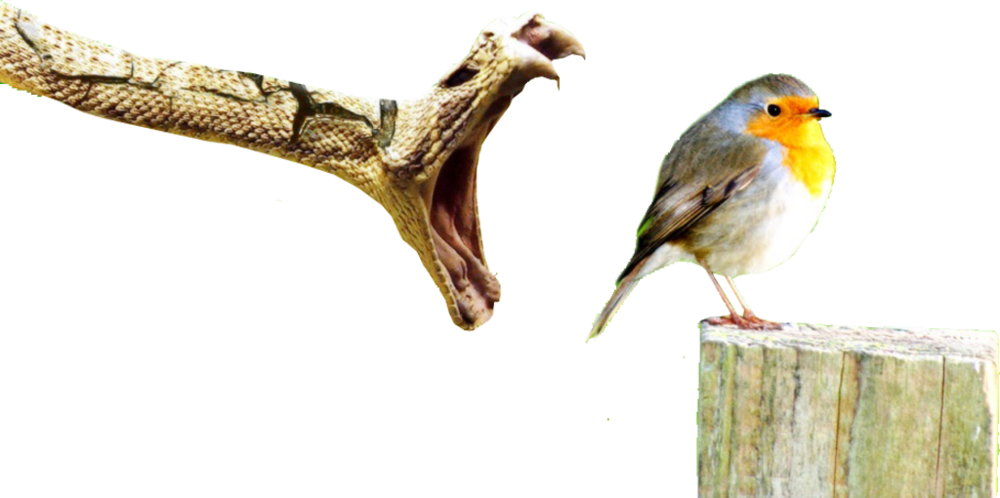 Share This Image - Birds In Timeline Facebook Clipart (1000x498), Png Download