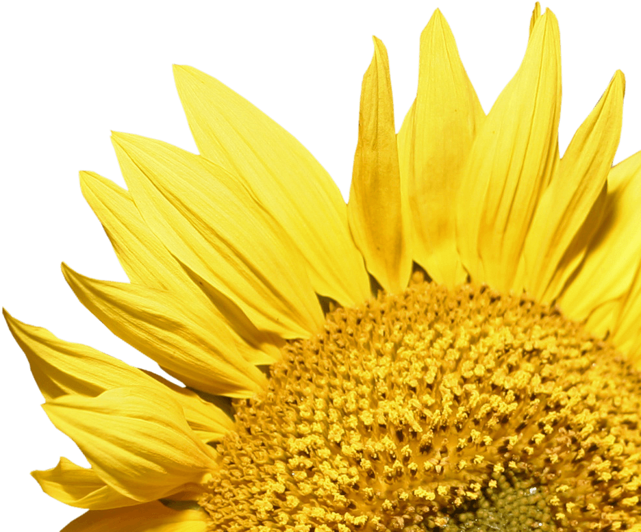 Sunflower Corner - Girasoles Png Clipart (1600x1000), Png Download