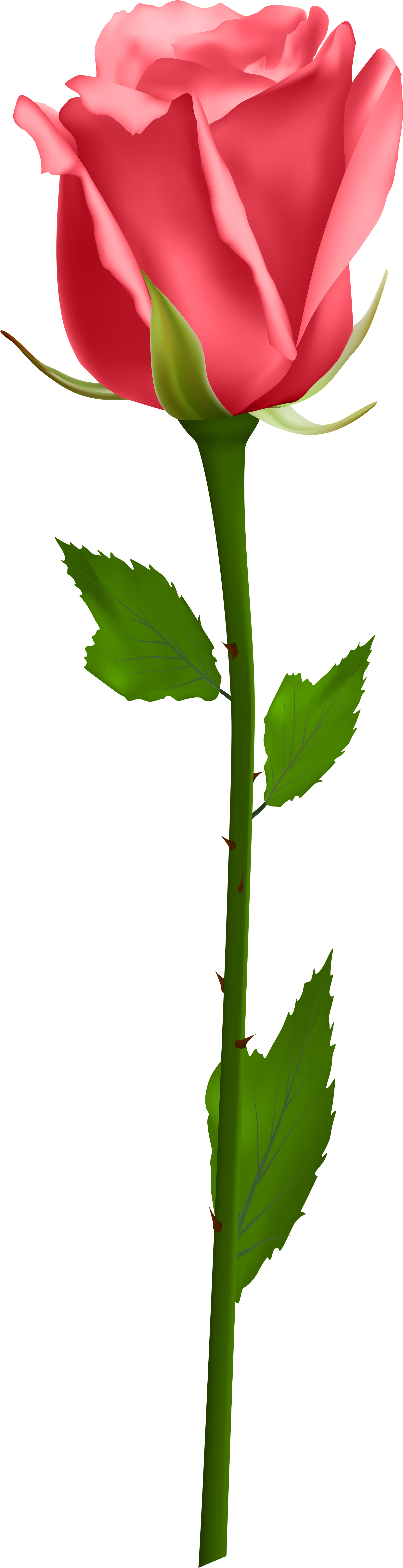 Orange Roses, Purple Roses, White Roses, Morning Flowers, - Orange Rose Png Hd Clipart (2283x8000), Png Download