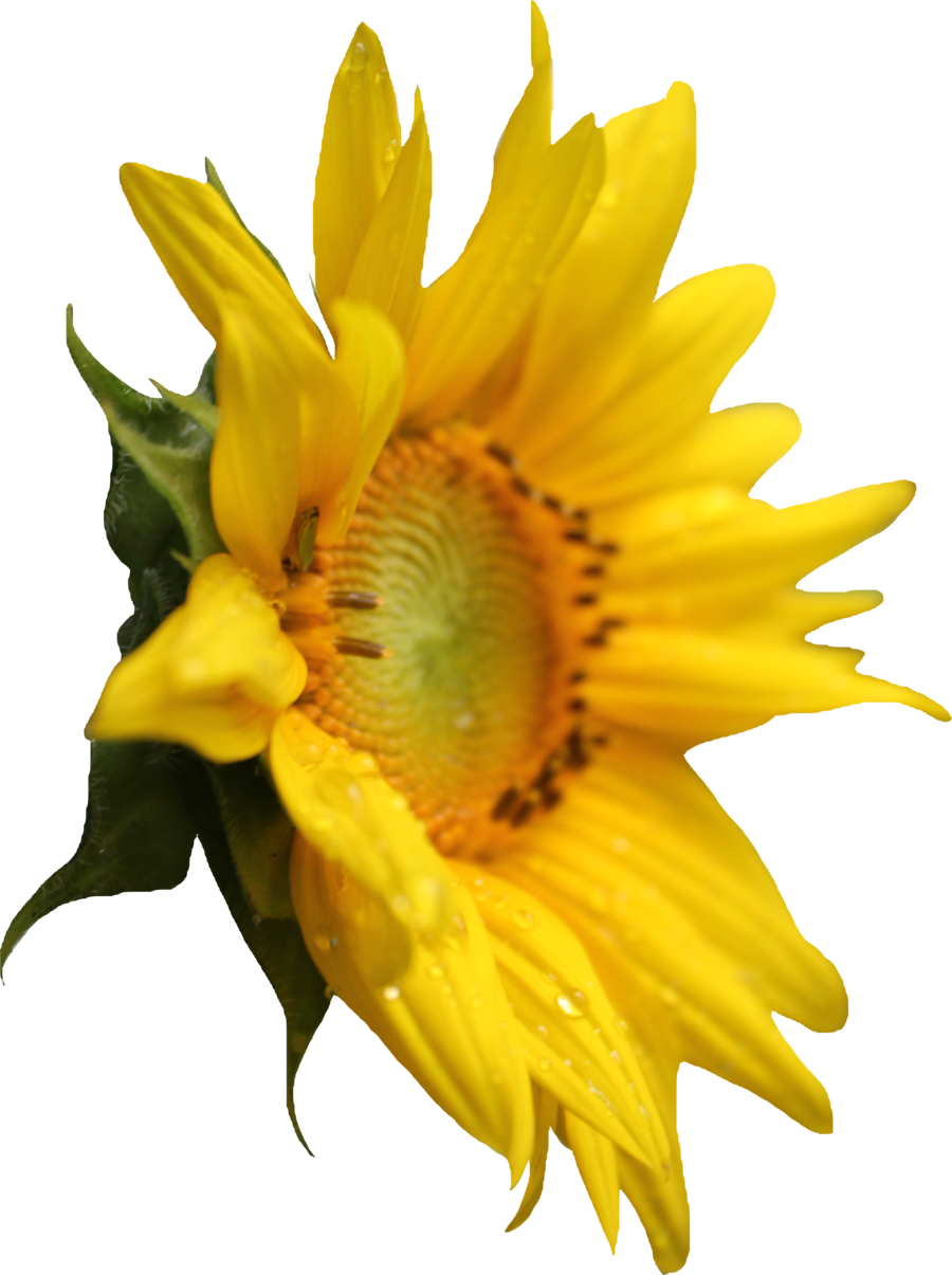 Sunflower - Plant Sunflower Png Clipart (900x1205), Png Download