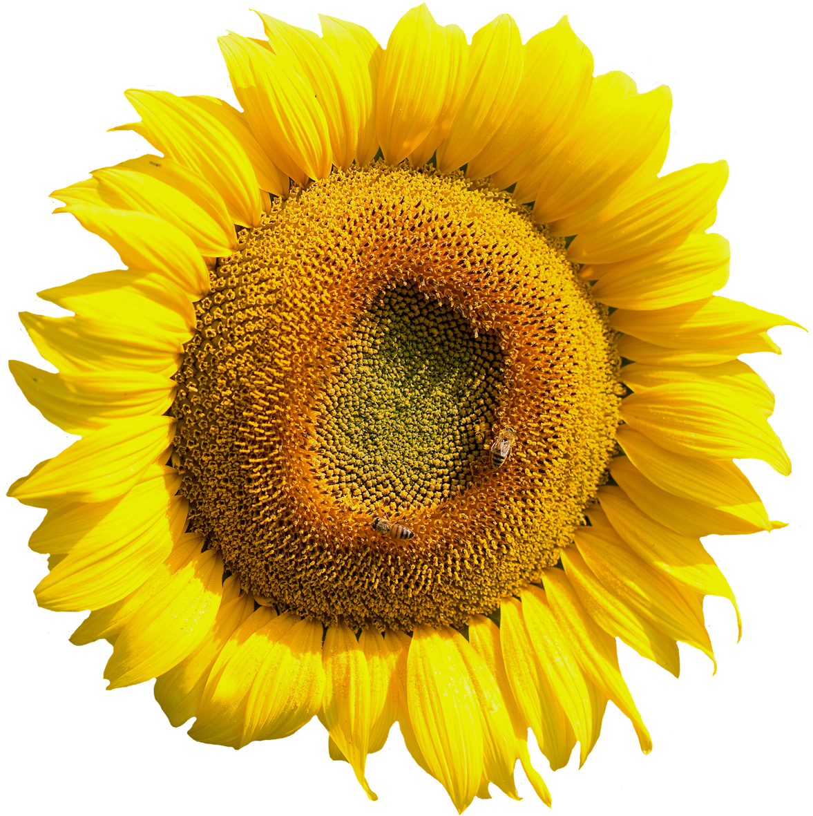 Yellow Sunflower Flower Png Image - Sunflower Tire Cover Back Up Camera Clipart (1300x1282), Png Download