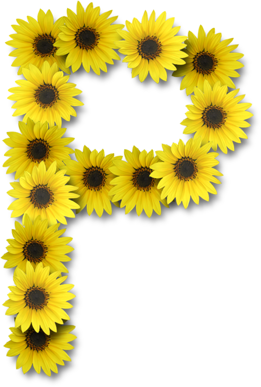Alfabeto Sunflowers P Alpha Flowers Pinterest Alphabet - Letter P Sunflower Clipart (508x753), Png Download
