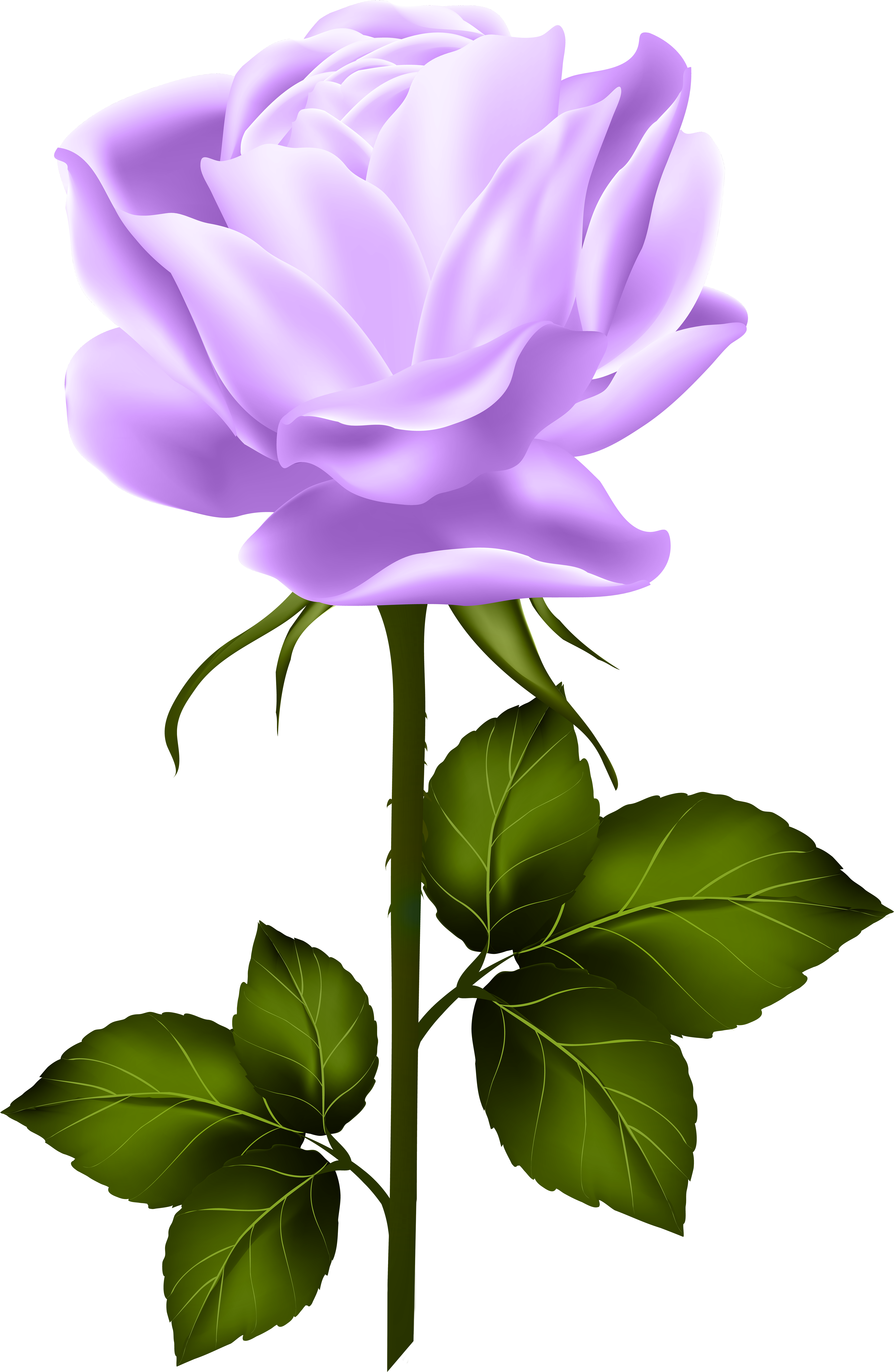 Purple Rose With Stem Png Clip Art - Pink Rose With Stem Transparent Png (5233x8000), Png Download