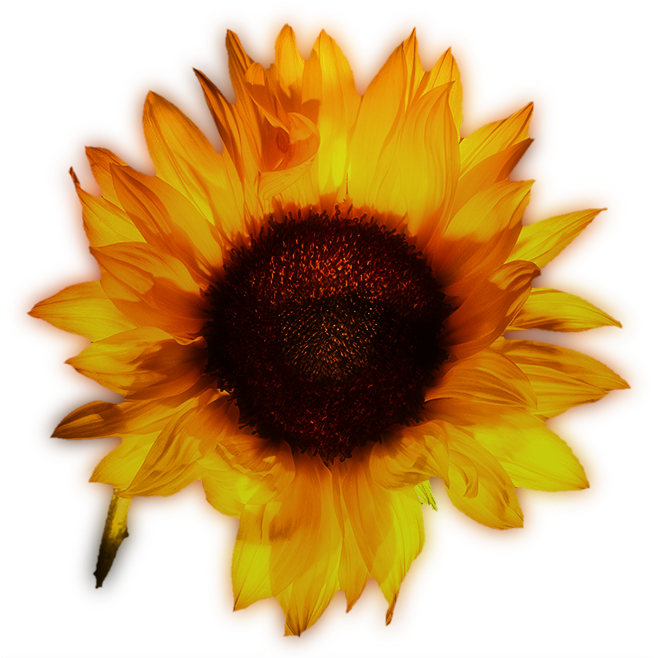 Common Yellow Beautiful Transprent Png Free Download - Sunflower Clipart (800x833), Png Download