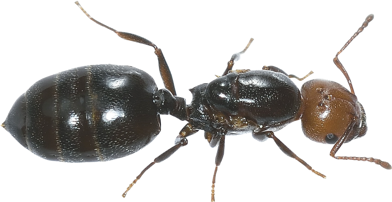 Ant - Ant Images Hd In Png Clipart (1387x800), Png Download