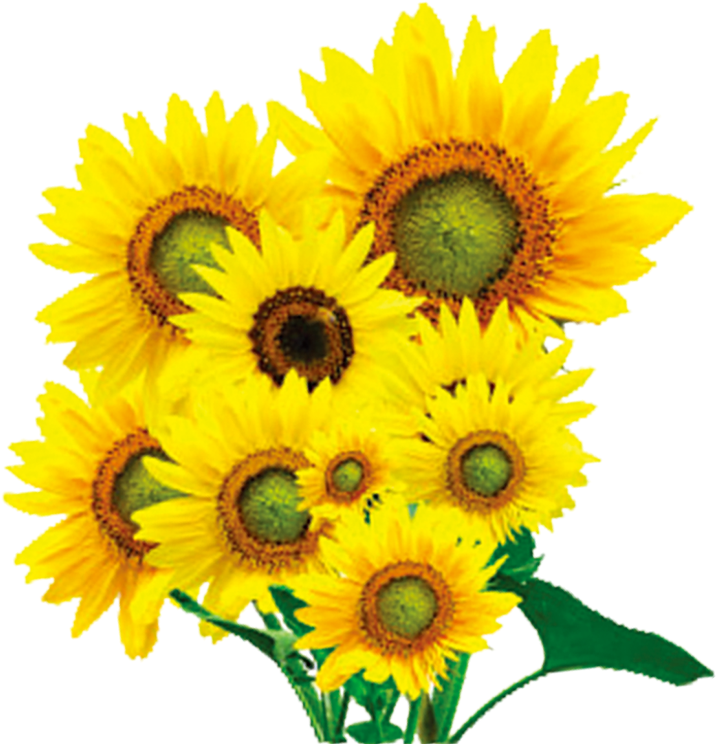 1500 X 1500 6 - Imagen De Girasoles En Png Clipart (1500x1500), Png Download