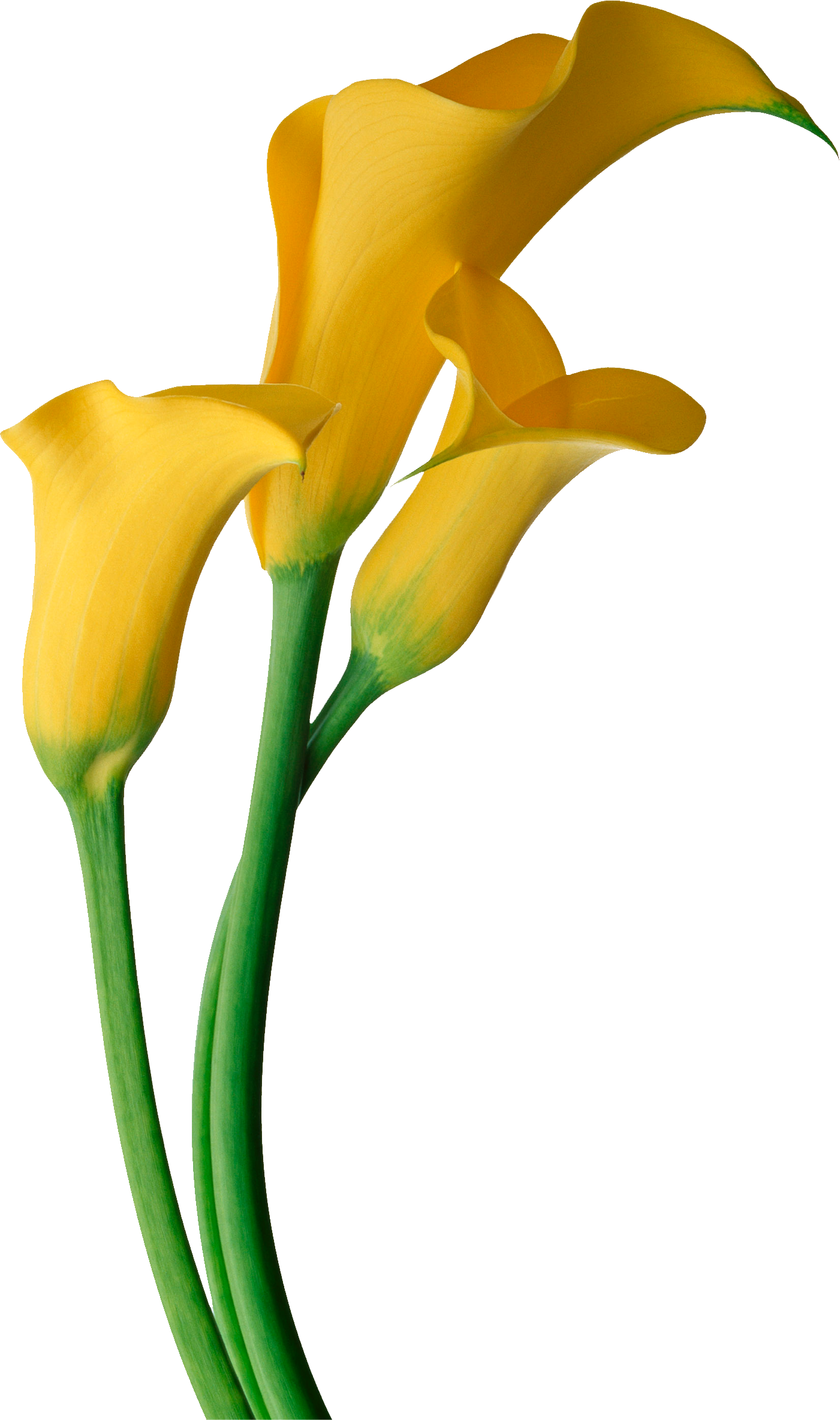 Yellow Calla Lily Flower Png Clipart (1401x2367), Png Download