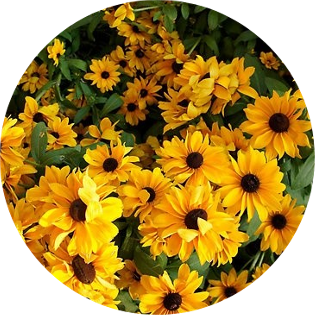 Tumblr Sticker - Yellow Flower Aesthetic Clipart (1024x1024), Png Download