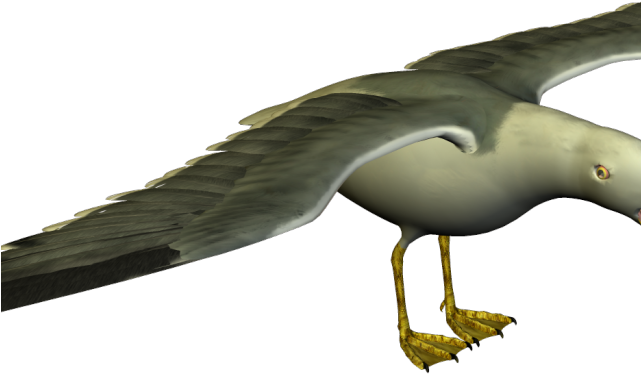 Seagull Clipart Small - Funny Seagull Png Transparent Png (640x480), Png Download