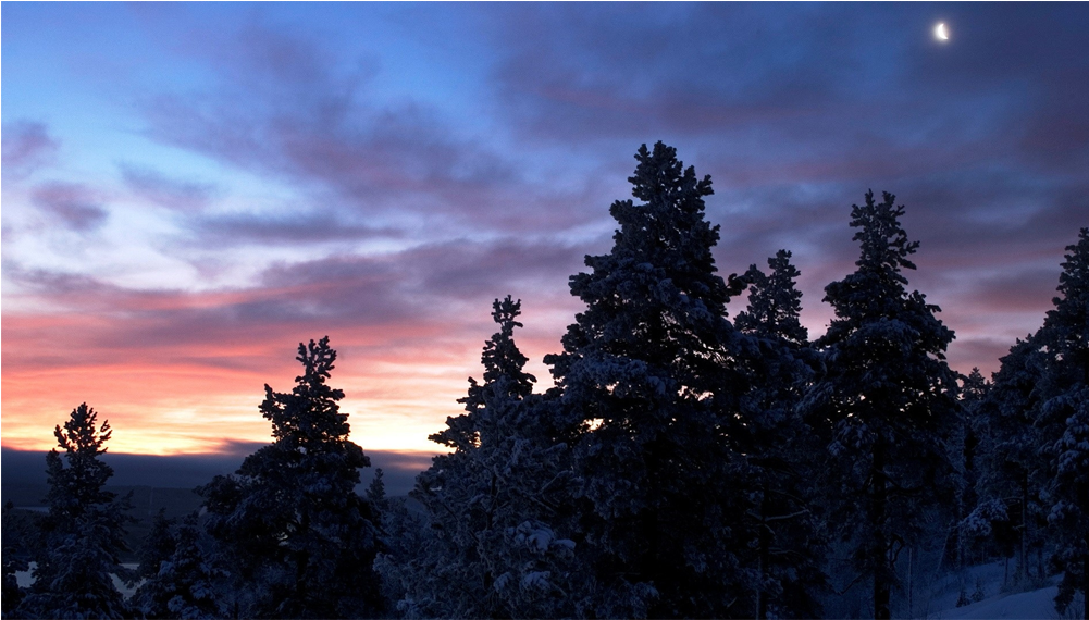 Score 50% - Ночной Лес С Луной Clipart (1000x1000), Png Download