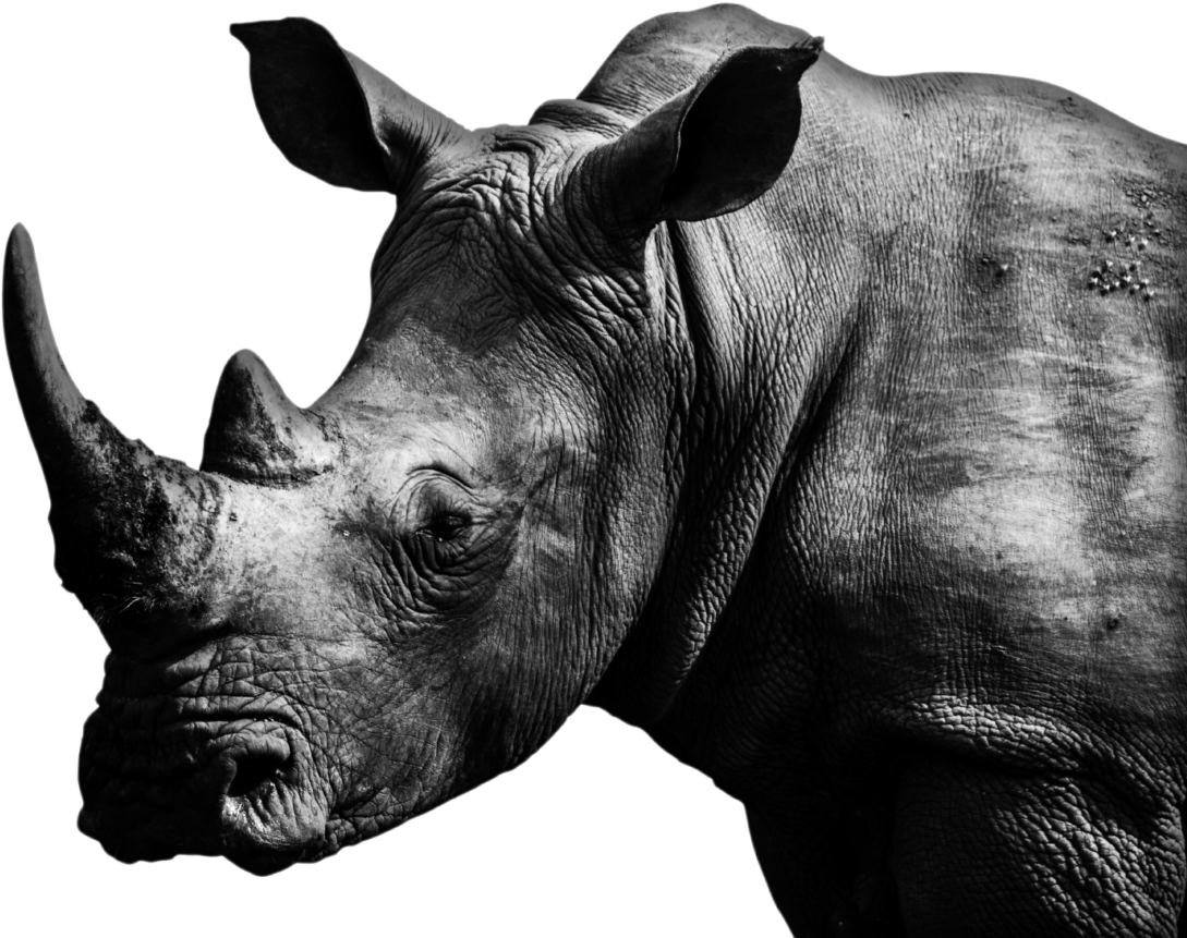 Cocktails - Black Rhinoceros Clipart (1129x899), Png Download