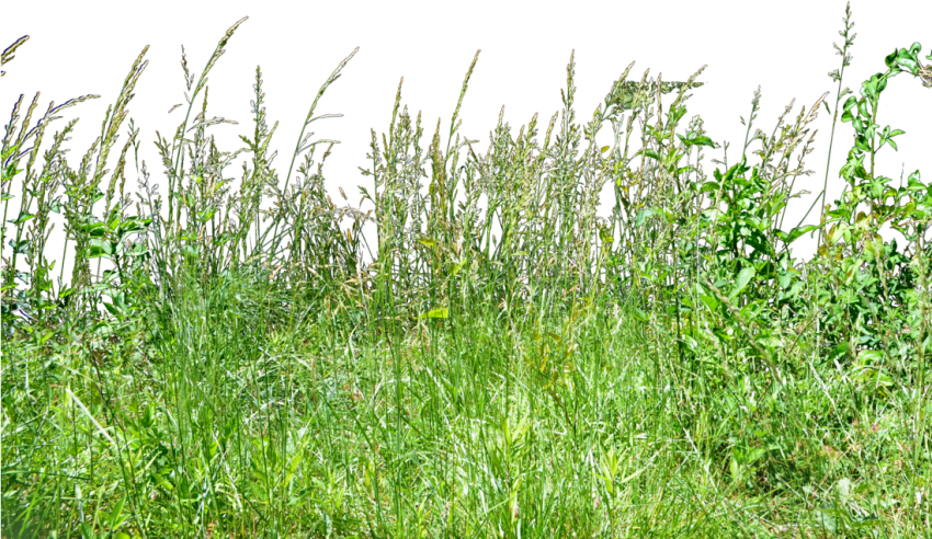 Free Png Download Tall Grass Grass Png Images Background - Tall Green Grass Png Clipart (850x492), Png Download