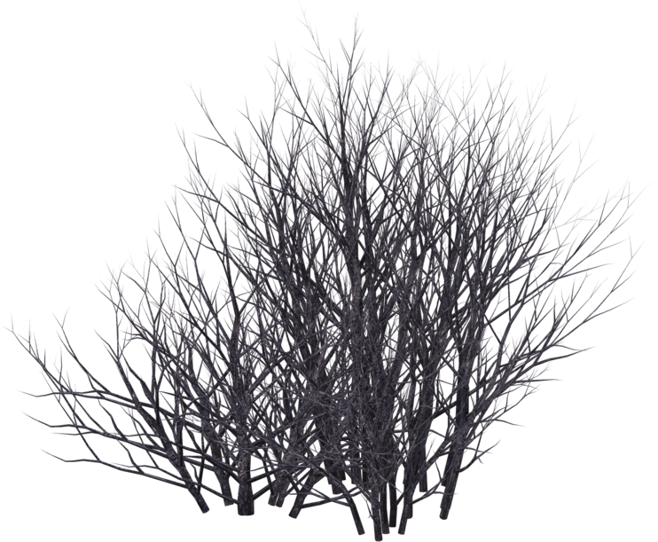 Bush Silhouette Png - Winter Bush Png Clipart (1024x639), Png Download