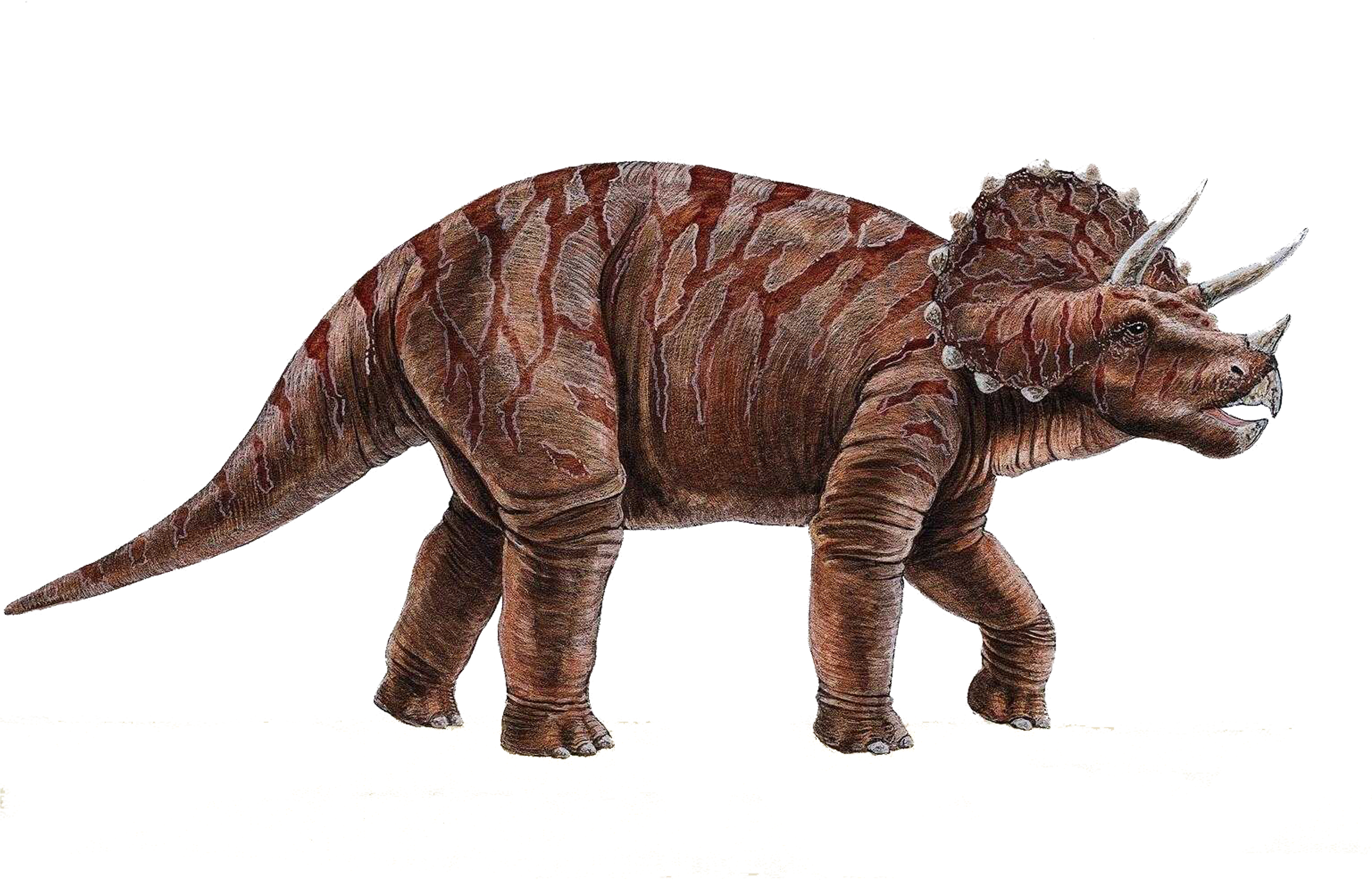 Dinosaur Png - Dinosaur Height In Feet Clipart (3543x2362), Png Download